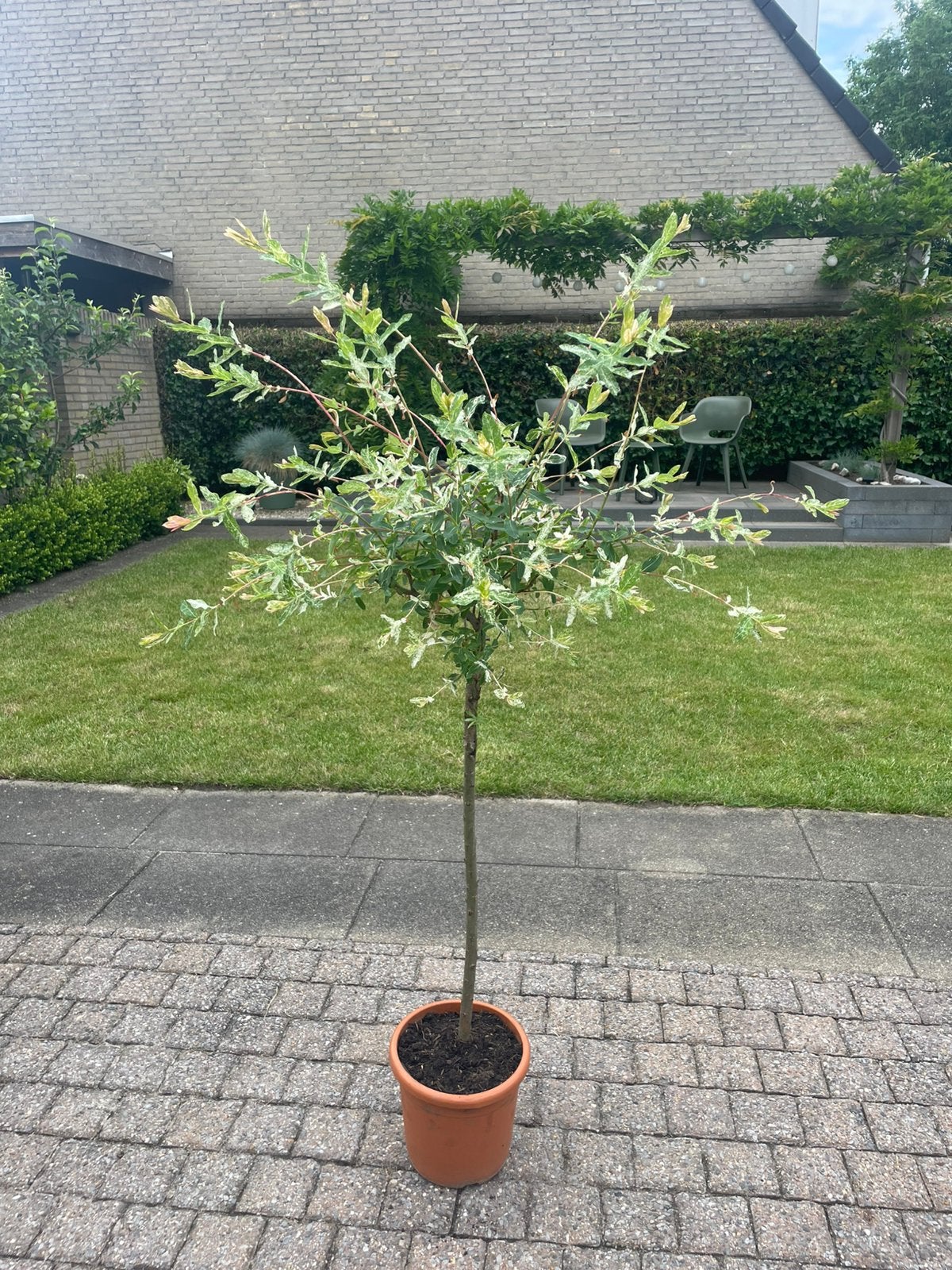 SALIX BOOMPJE/TUINPLANT, Bloeit niet, Halfschaduw, 100 tot 250 cm, Ophalen