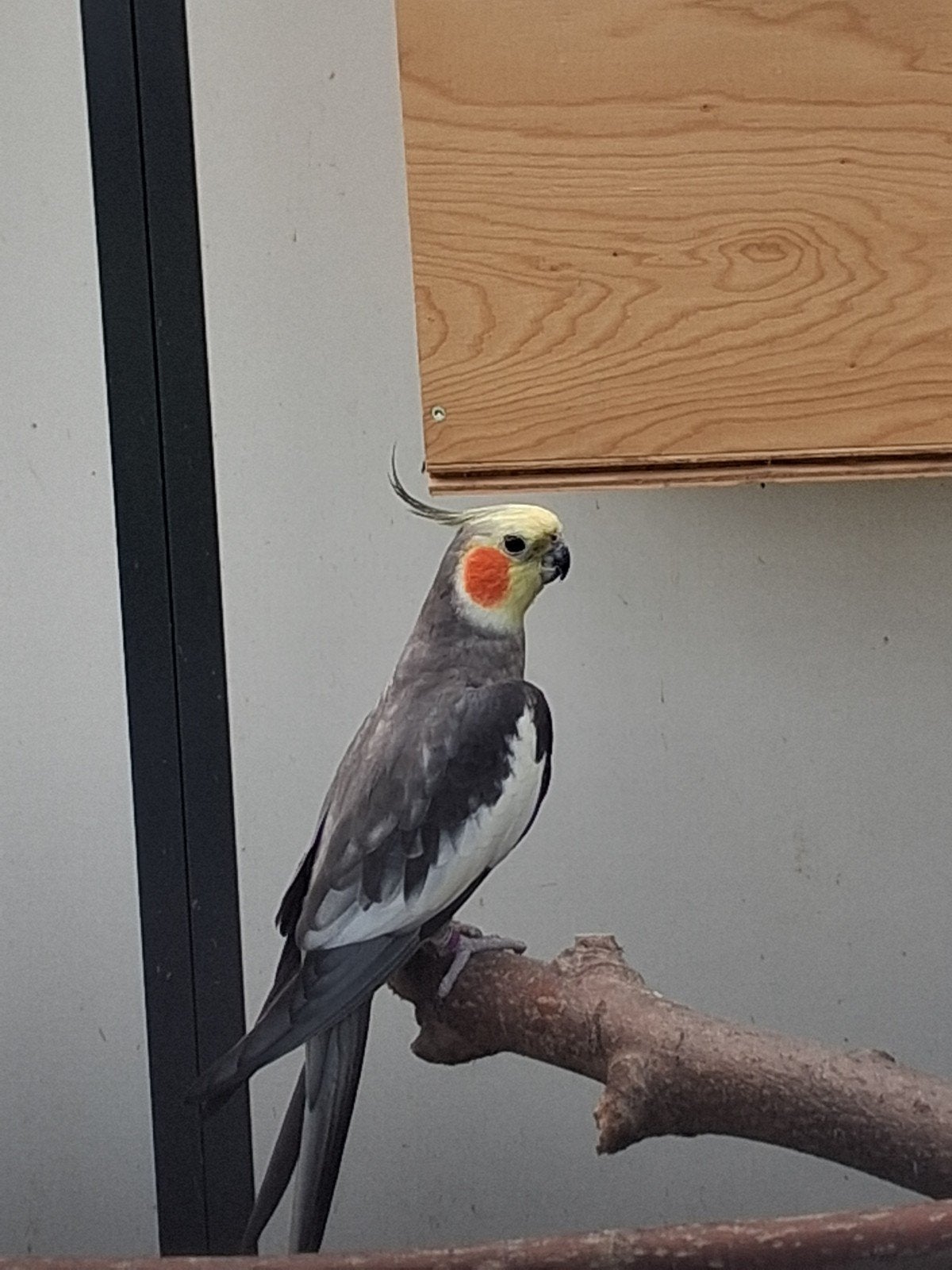 Wildkleur valkparkiet man, Dieren en Toebehoren, Vogels | Parkieten en Papegaaien, Mannelijk, Parkiet