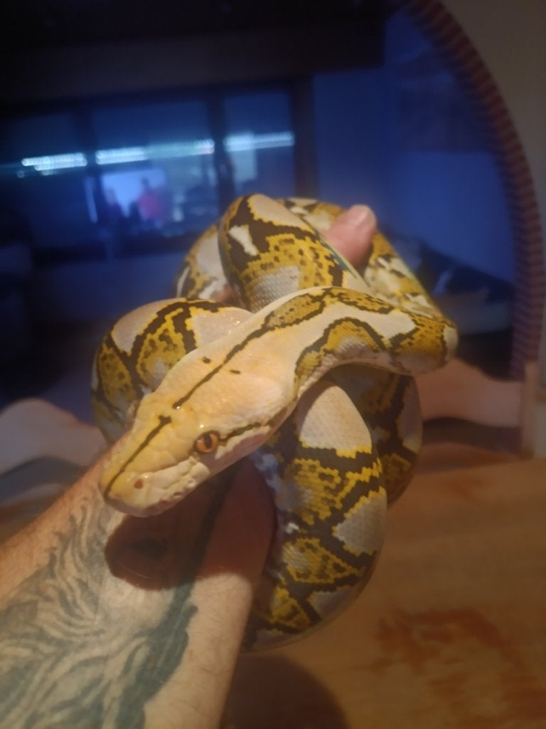 Sumatra mocha vrouw, Dieren en Toebehoren, Slang, 0 tot 2 jaar