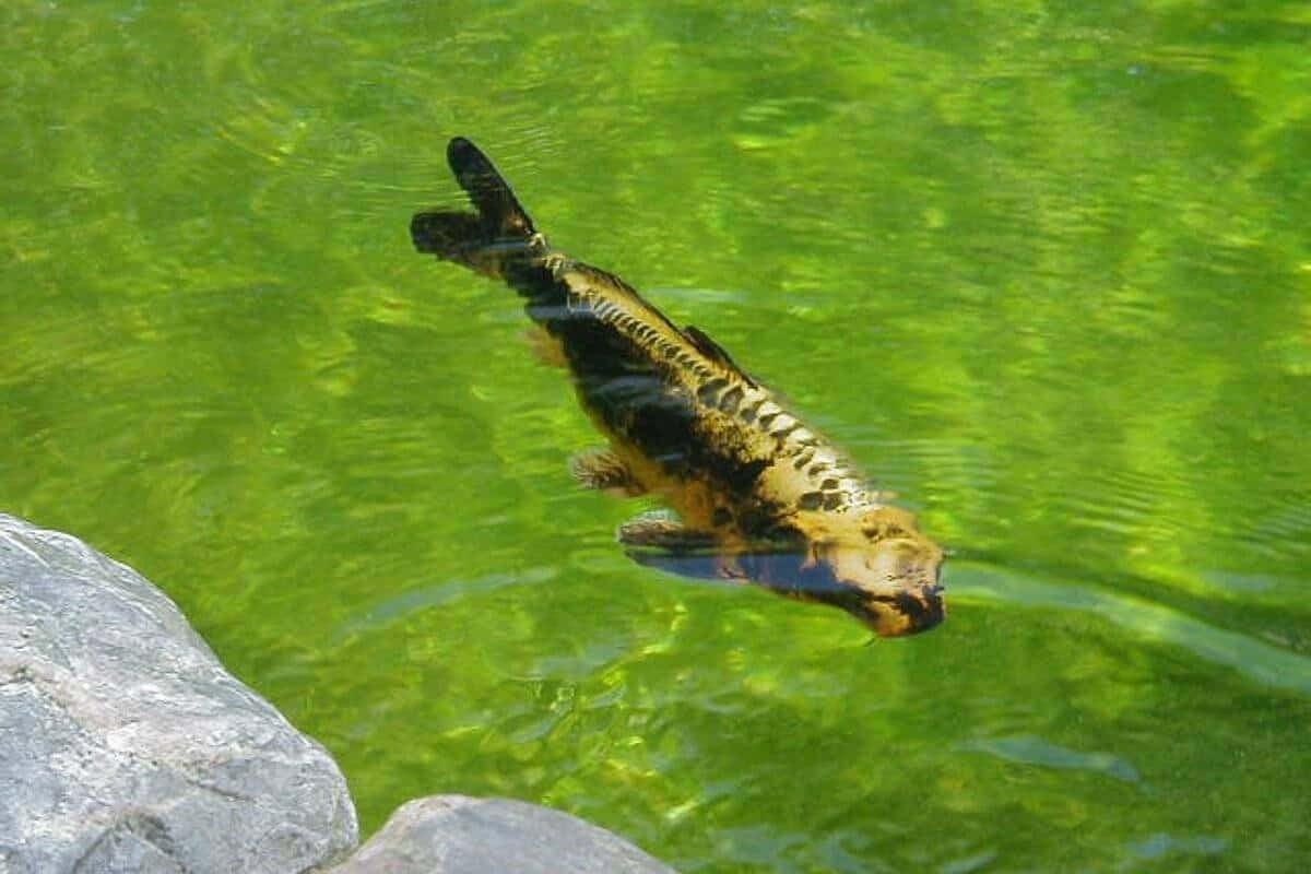 Koi Karpers, Dieren en Toebehoren, Vissen | Vijvervissen, Karper of Koi