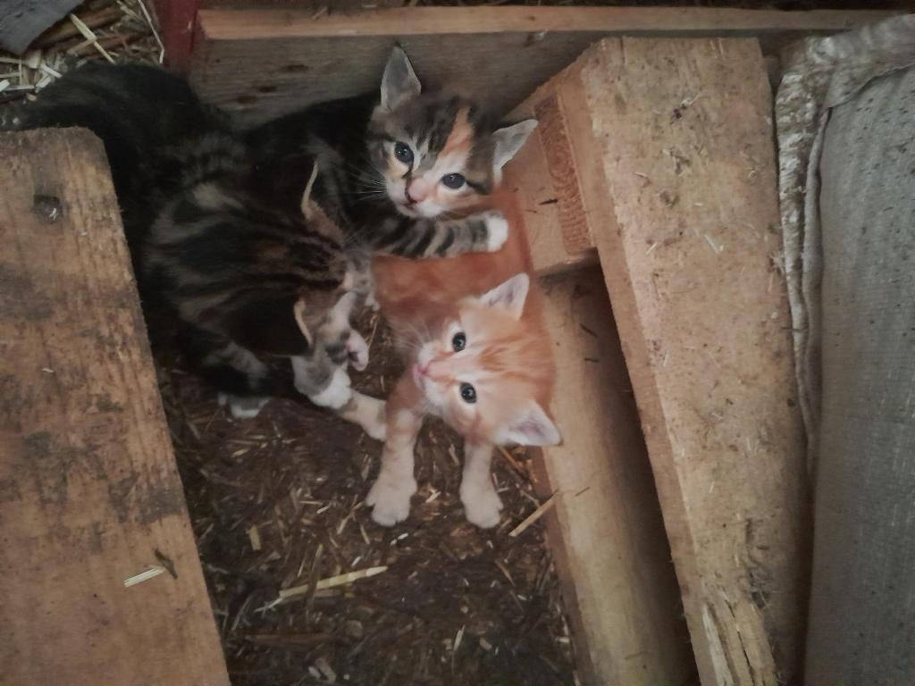 Leuke kittens, Dieren en Toebehoren, Katten en Kittens | Overige Katten, Meerdere dieren, Kortharig, 0 tot 2 jaar