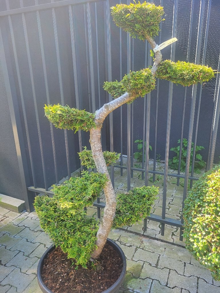 Thuja occidentalis Brabant Bonsai, Bloeit niet, Leiboom, Halfschaduw, 100 tot 250 cm