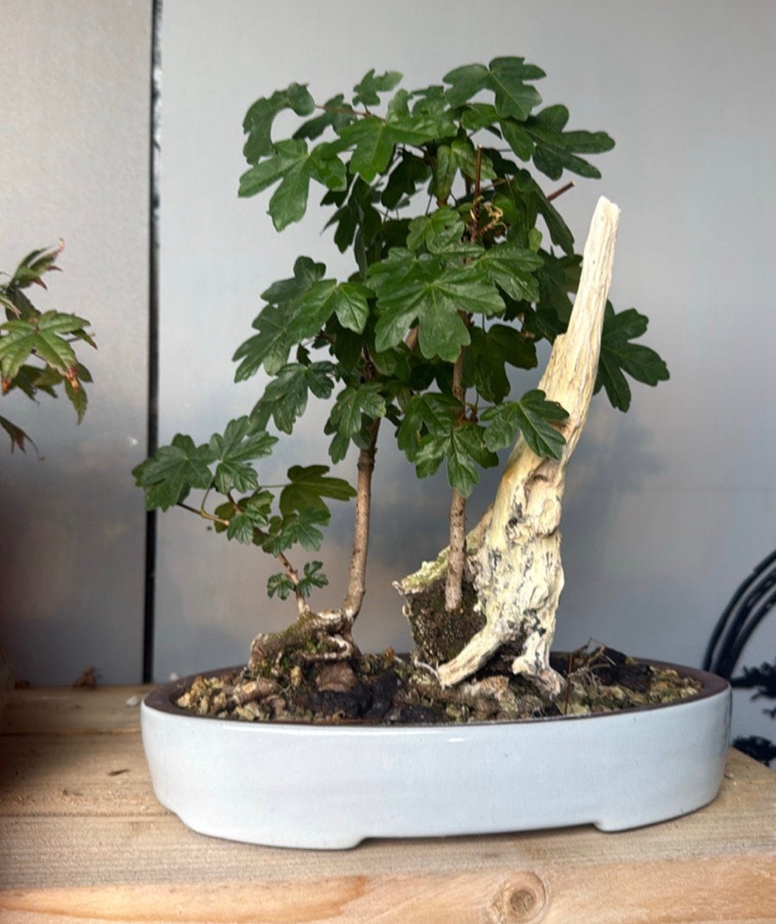 Bonsai acer met tanuki, Ophalen, Bloeit niet, Halfschaduw, Overige soorten