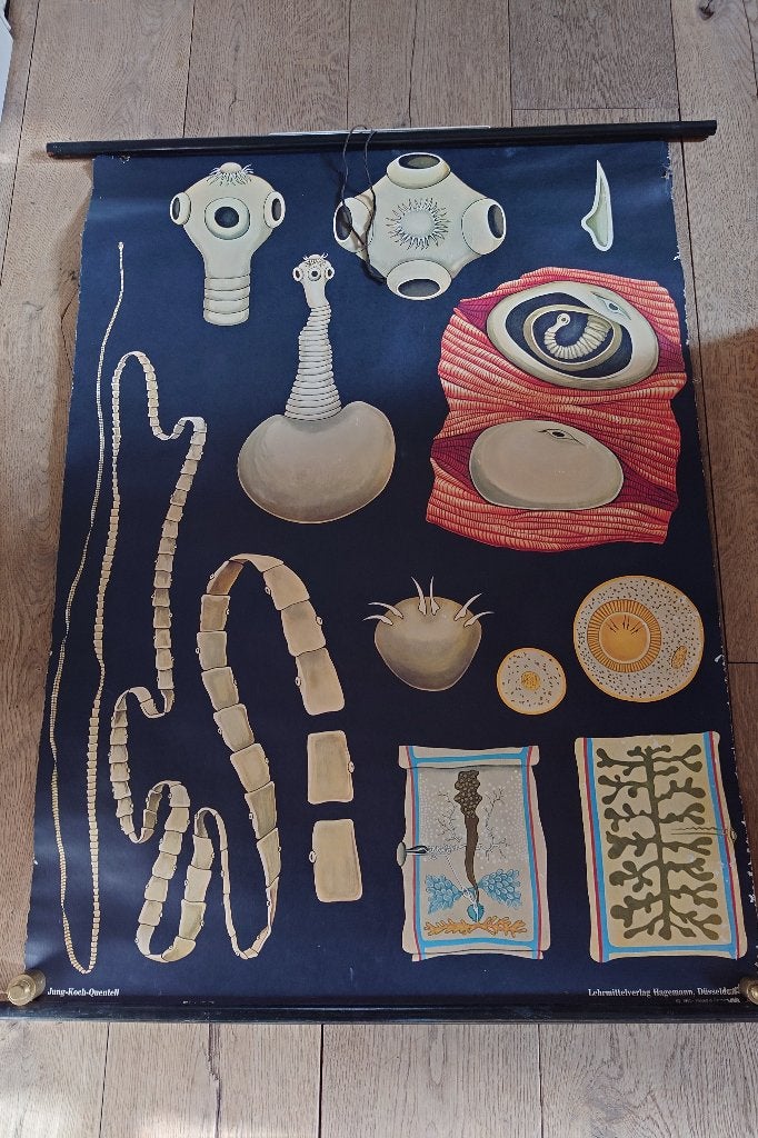Grote schoolplaat uit 1955, Ophalen of Verzenden, Natuur en Biologie