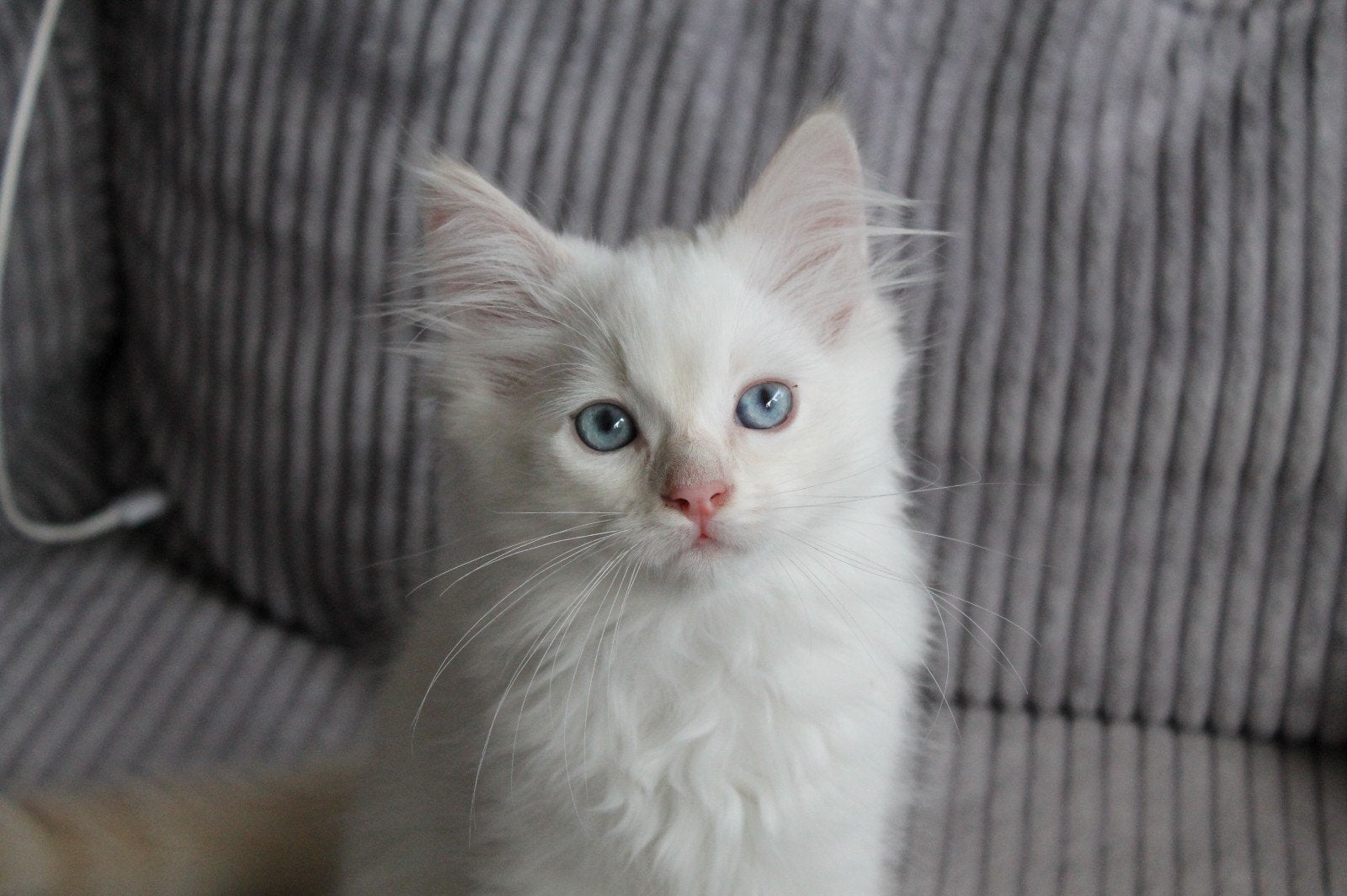 Lieve Ragdoll kater 11wk oud *mag nu verhuizen*, Kater, Gechipt