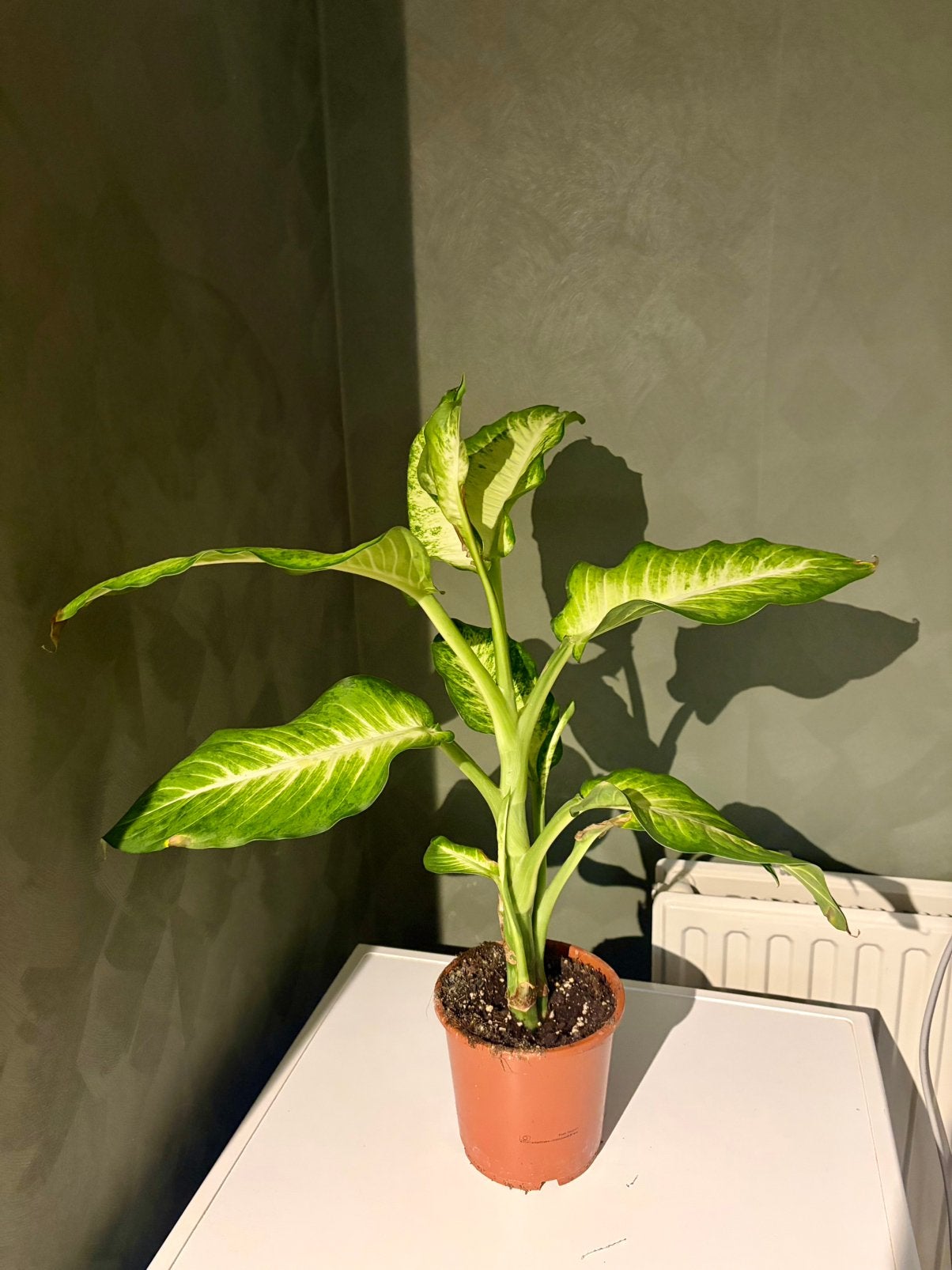 Dieffenbachia kamerplant, Ophalen, Halfschaduw, Minder dan 100 cm