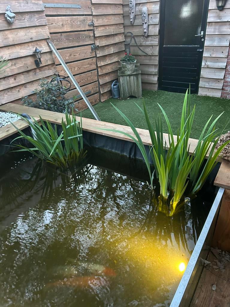 Zuurstof Vijverplanten  twee volle bakken zie beschrijving!, Tuin en Terras, Vijvers, Ophalen of Verzenden, Nieuw