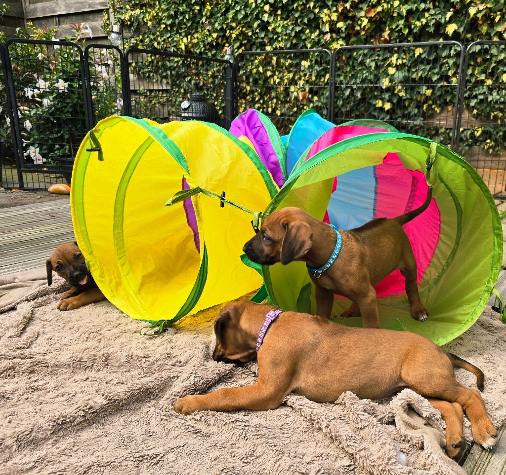 Rhodesian Ridgeback nog 1 reutje beschikbaar FCI-stamboom, Parvo, Overige rassen, 8 tot 15 weken, Meerdere