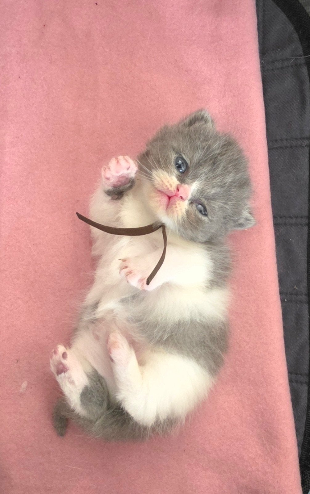 perzische langhaar x britse korthaar kittens, Meerdere dieren