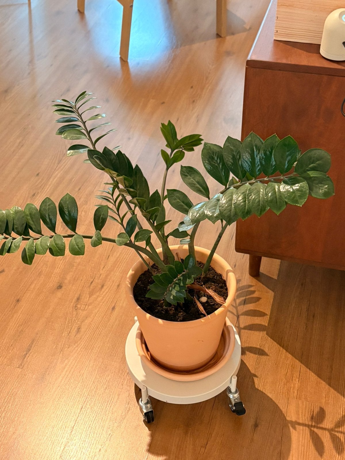 Plant, Ophalen, Halfschaduw, Minder dan 100 cm