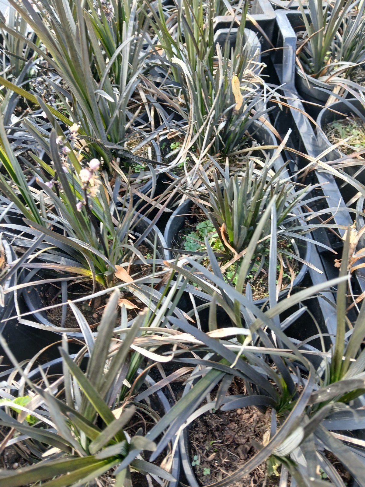 Ophiopogon Niger - Zwarte Slangenbaard, Vaste plant, Siergrassen, Ophalen of Verzenden, Halfschaduw