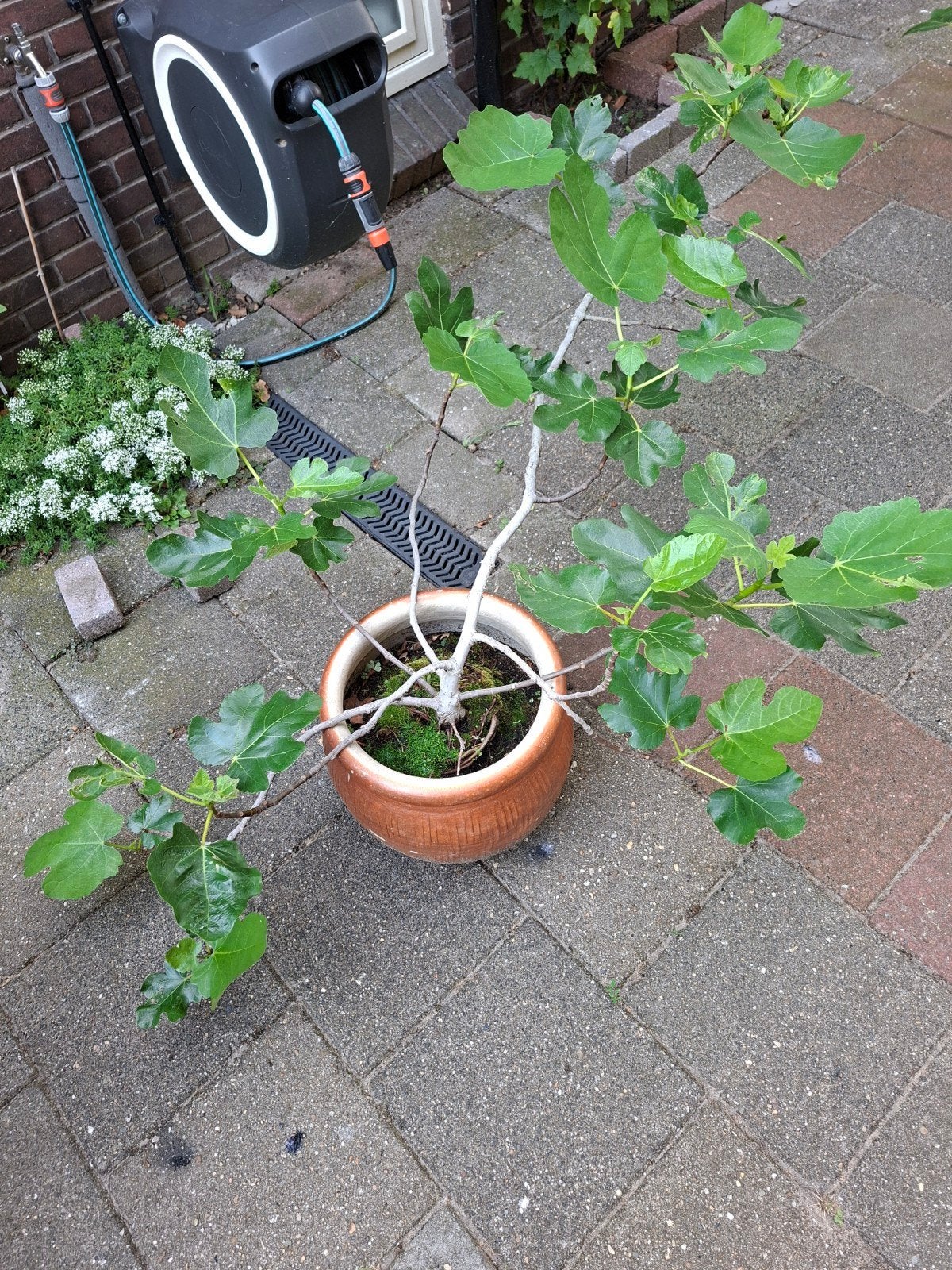 Volwassen vijgplant, Ophalen, Minder dan 100 cm, Overige soorten, Zomer