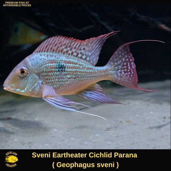 5 geophagus sveni +-10cm, Vis