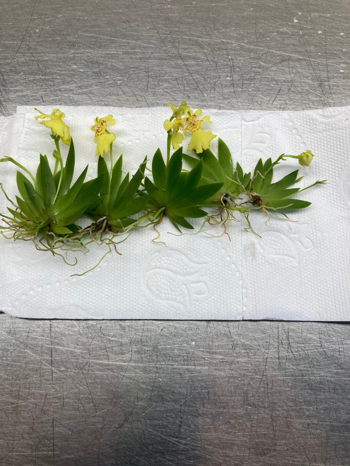 Erycina’s pusilla’s, Ophalen of Verzenden, Overige soorten, Volle zon, Minder dan 100 cm