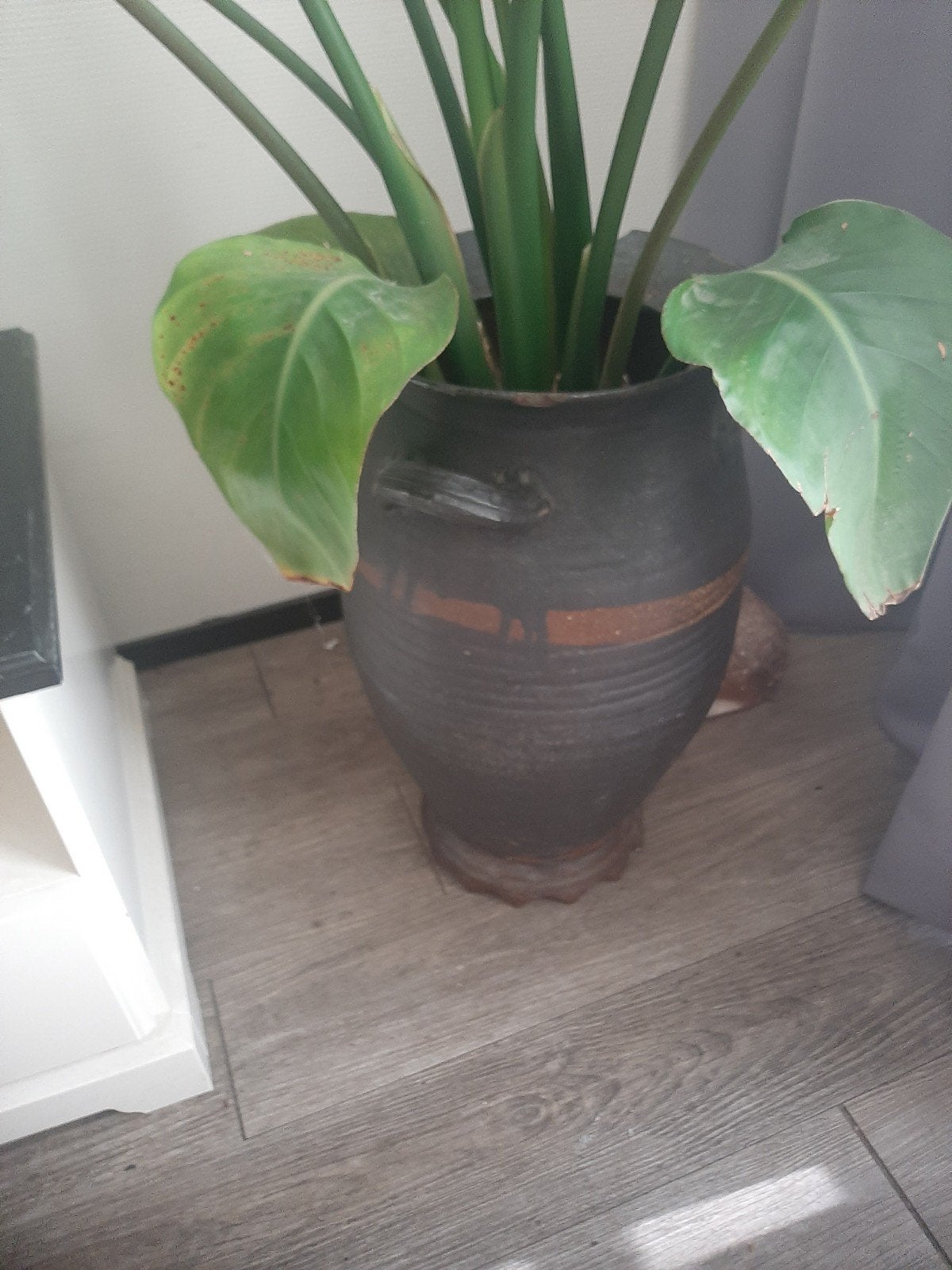 Grote Aardewerken Bloempot met Plant, Tuin en Terras, Bloempotten, Gebruikt, Aardewerk, Binnen, Tuin, 40 tot 70 cm, 25 tot 40 cm