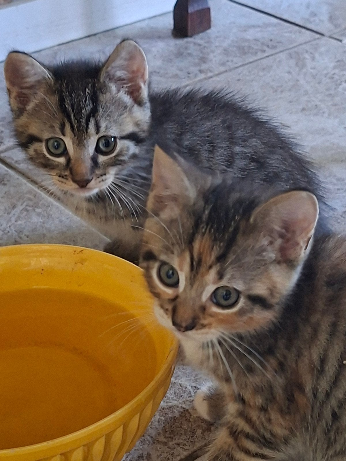 Lieve kittens