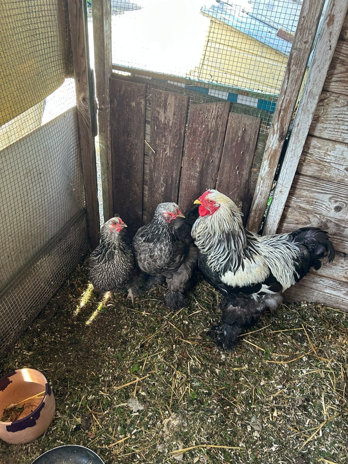 2 Brahma Kippen + Haan, Dieren en Toebehoren, Vrouwelijk, Kip