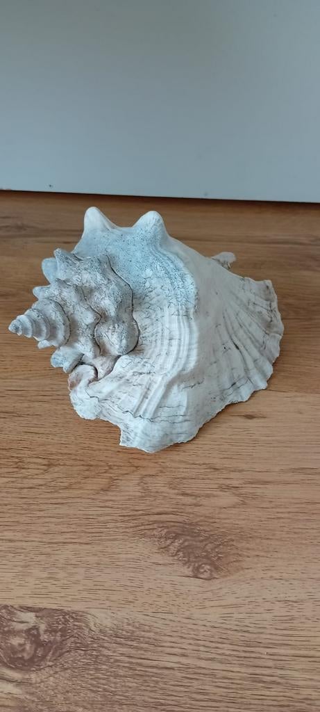 Grote schelp, Ophalen of Verzenden
