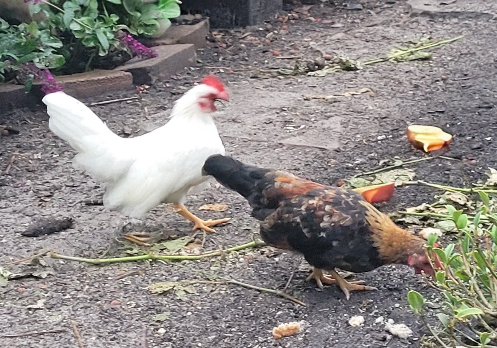 Serama haantje (s) zoeken nieuw huis, Dieren en Toebehoren, Pluimvee, Mannelijk, Kip