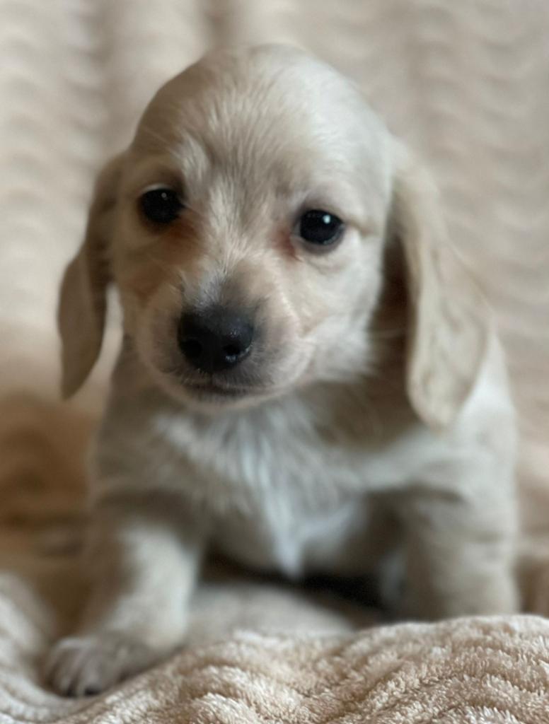 Mooi creme teckel reutje, Kaninchen, Reu, Langhaar, Eén hond