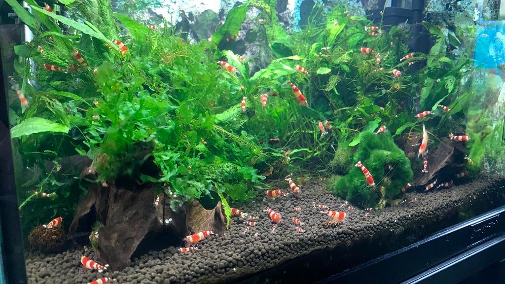 Crystal Red garnalen, Dieren en Toebehoren, Kreeft, Krab of Garnaal
