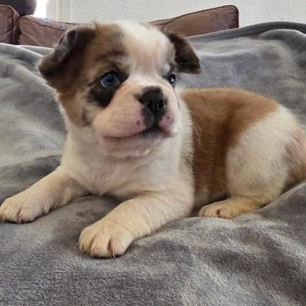 Unieke Fluffy French bulldog blauwe ogen. Panda pied kleur, Parvo, Overige rassen, 8 tot 15 weken, Teef