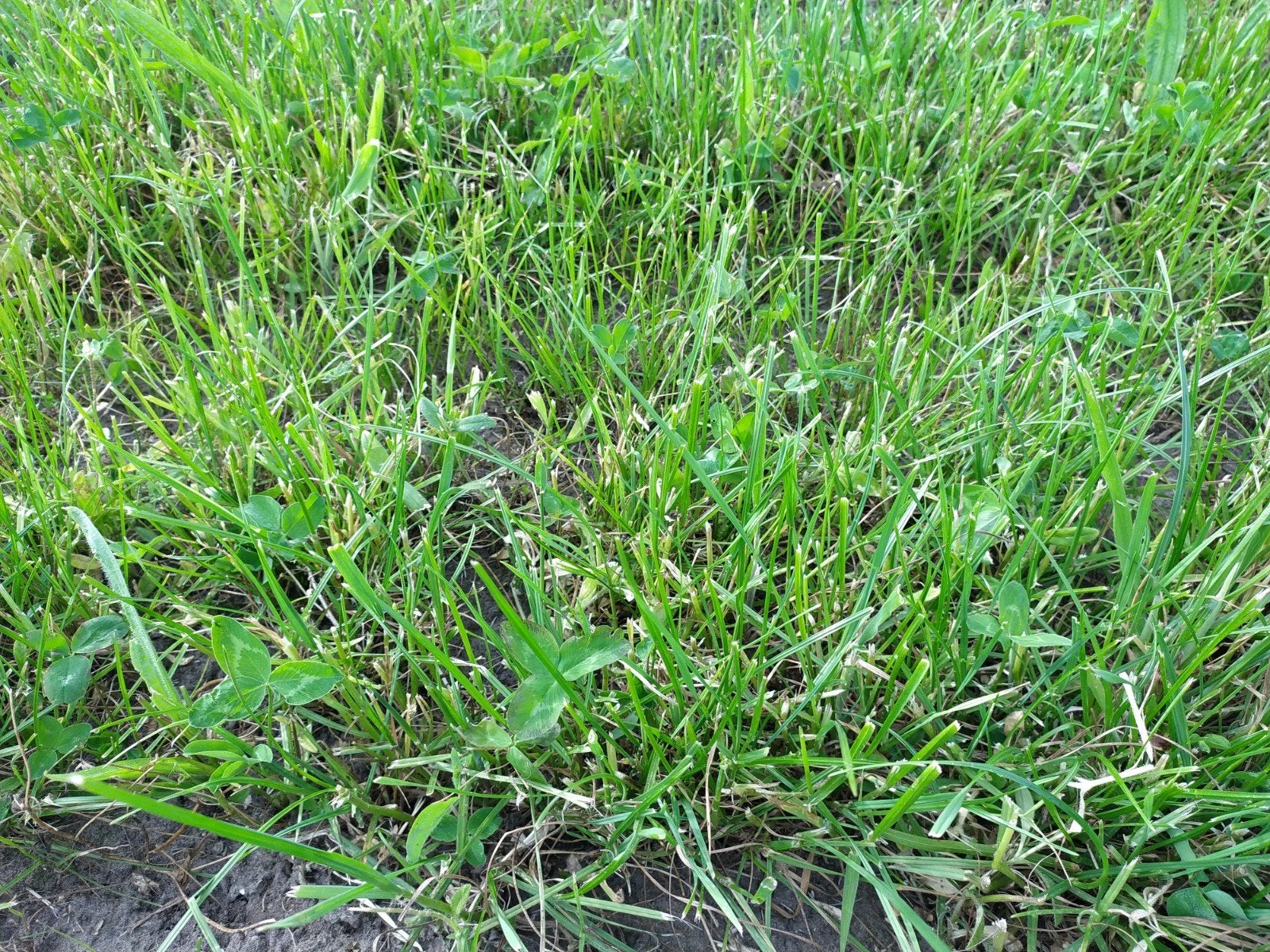 Biologische kuilbalen: kruidenrijk gras en normaal gras, bio, Ophalen of Verzenden