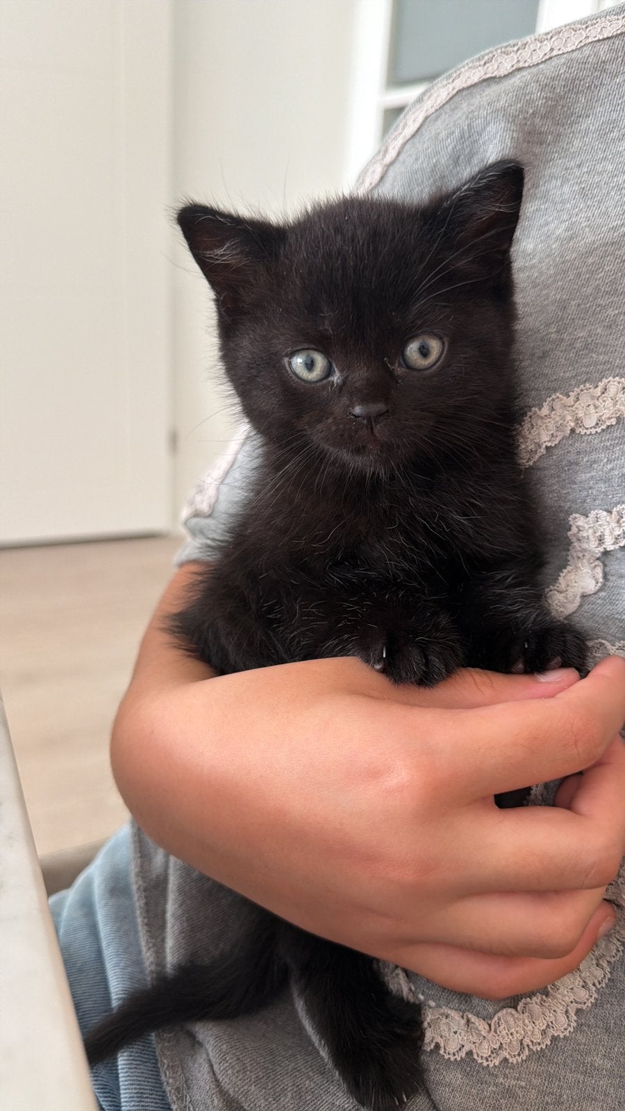 Britse korthaar / Europese kittens (Turkse Van), Dieren en Toebehoren, Meerdere dieren, Ontwormd, 0 tot 2 jaar
