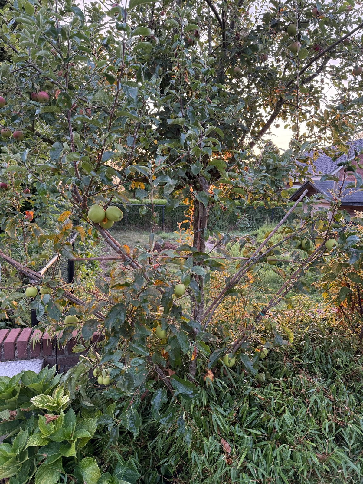 Appelboom met groene appels - Vers en klaar om te plukken, Ophalen, Lente, Volle zon, Appelboom