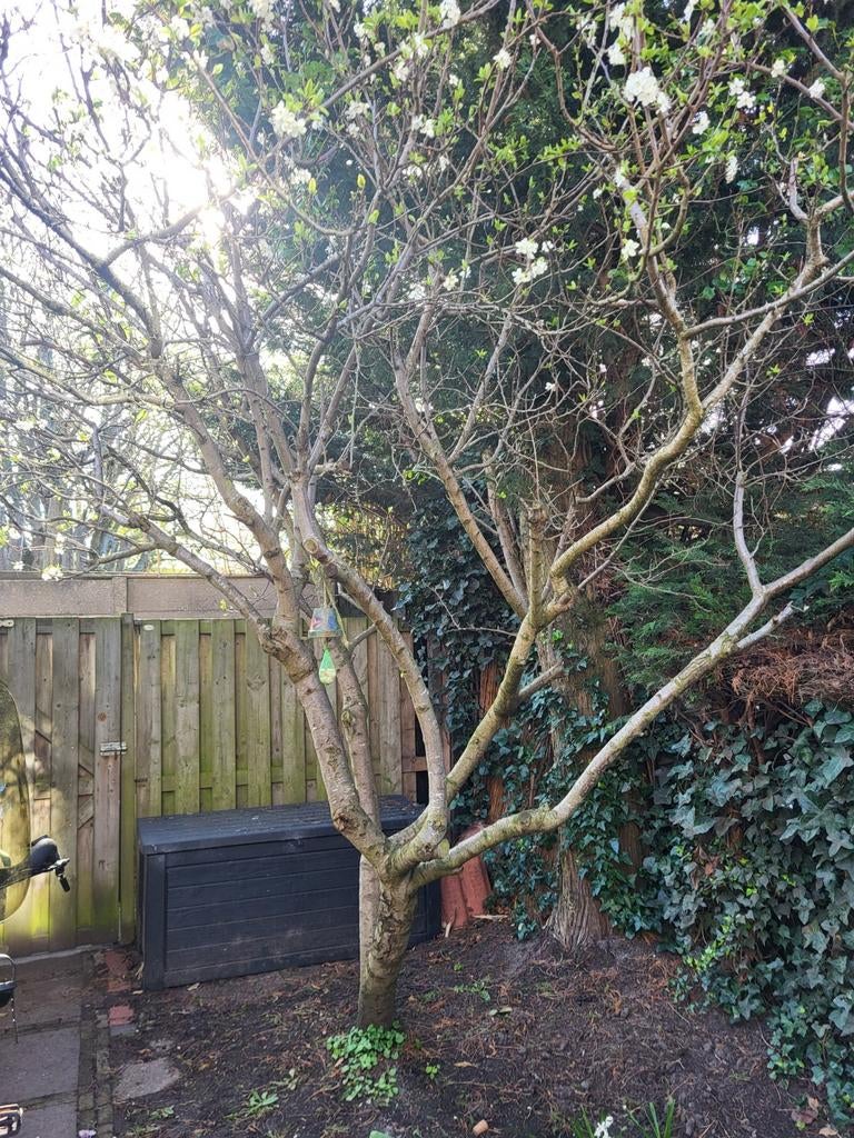 Pruimenboom, Tuin en Terras, Volle zon, Lente, 100 tot 250 cm, Overige soorten