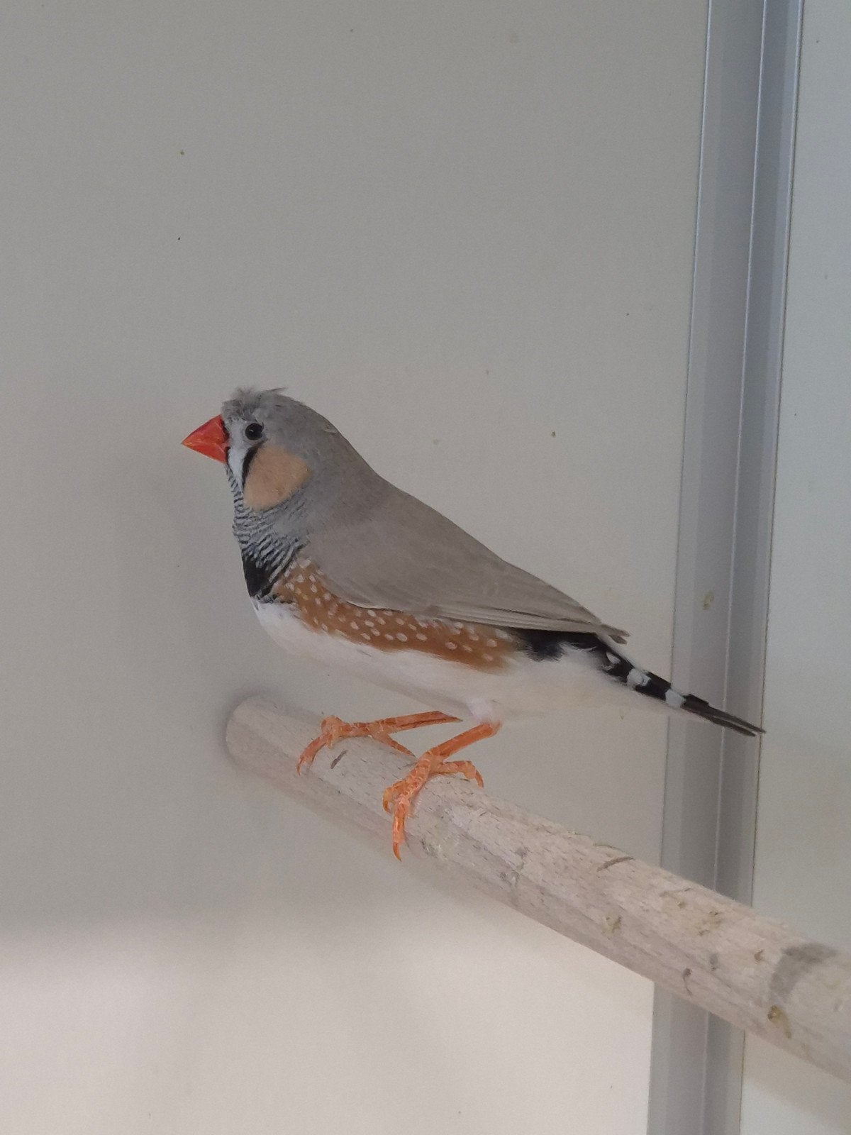 4-4 Zebravinken, Meerdere dieren, Tropenvogel, Geringd
