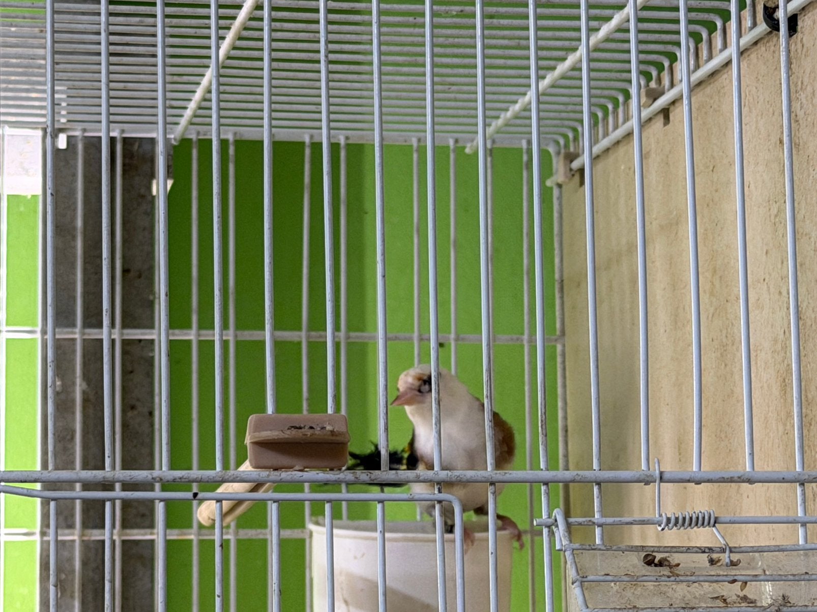 Kleine putter man 2025 Eaglehead, Dieren en Toebehoren, Vogels | Overige Vogels, Mannelijk, Wildzangvogel, Geringd
