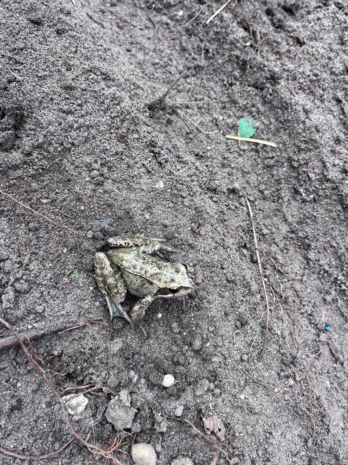 Foto 2 van Gratis Tuinaarde af te halen