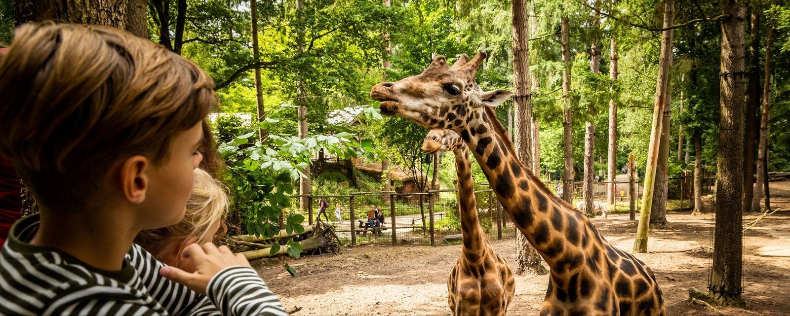 2x ticket Zoomeravond Dierenpark Amersfoort 28 augustus, Tickets en Kaartjes, Twee personen, Ticket of Toegangskaart