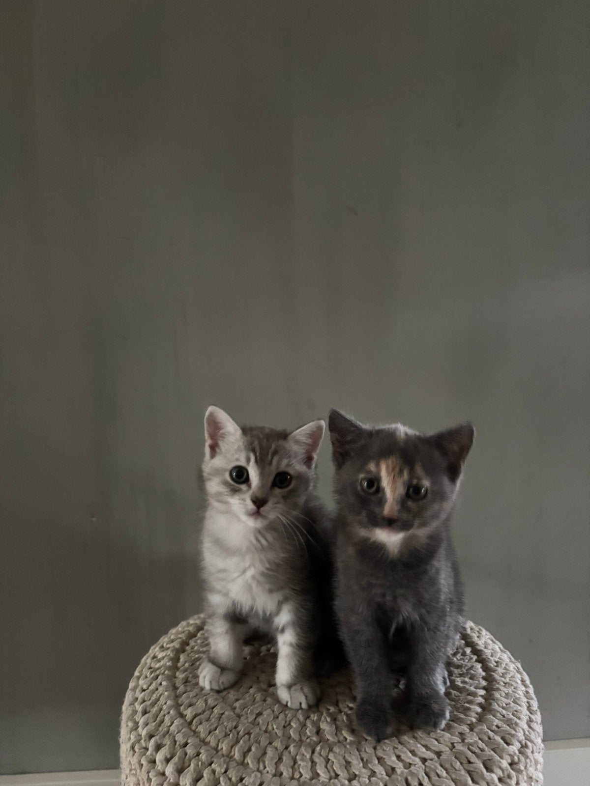 Kittens Britse Korthaar/Ragdoll & Europese korthaar, Dieren en Toebehoren, Poes, Ontwormd, 0 tot 2 jaar