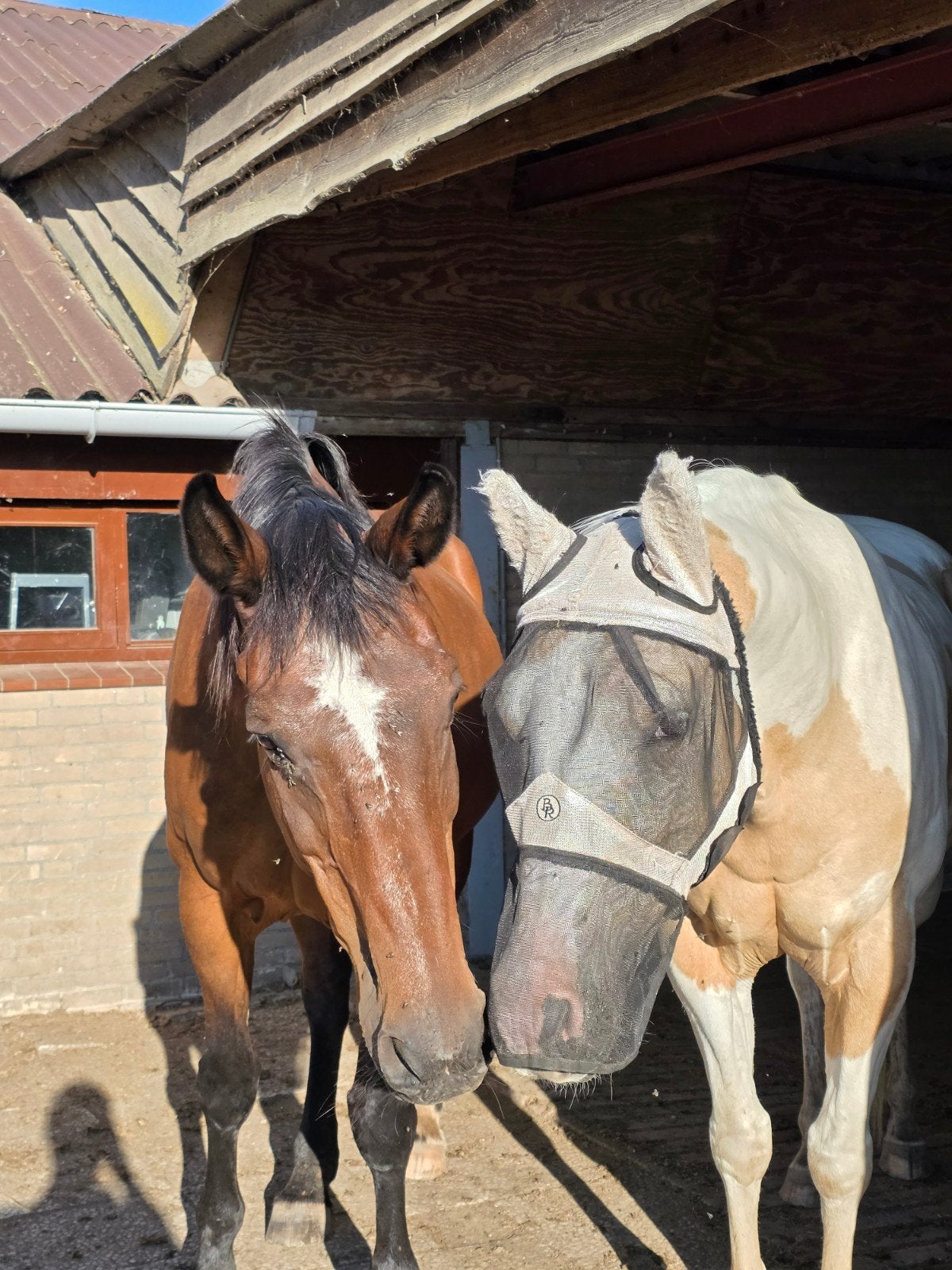 Recreatieve Pensionstal Eindhoven/Son, Dieren en Toebehoren, Stalling en Weidegang, Weidegang, 4 paarden of pony's of meer