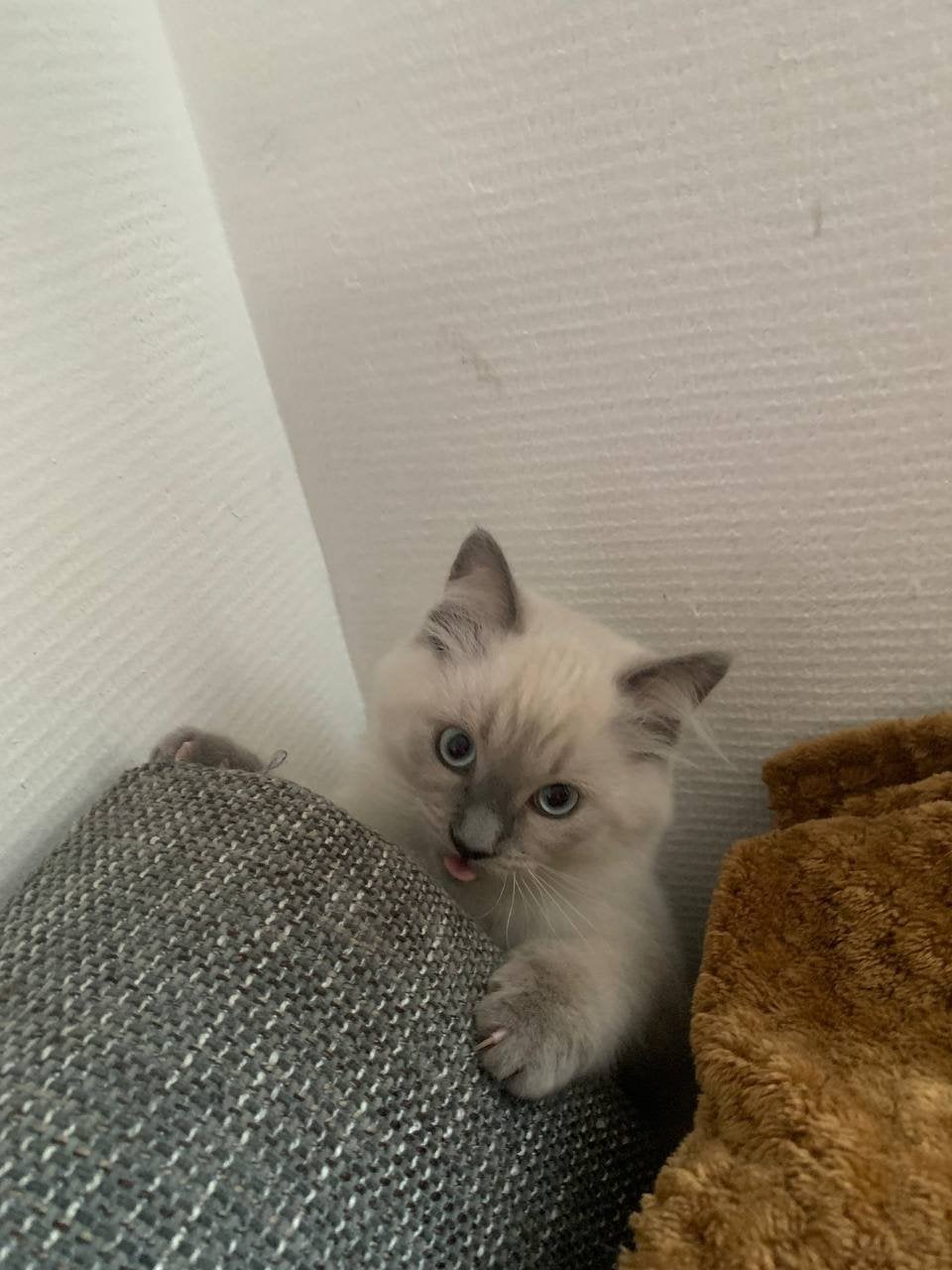 Laatste Ragdoll katje — zoekt een warm, knuffelig thuisje, Meerdere dieren, Ontwormd, 0 tot 2 jaar