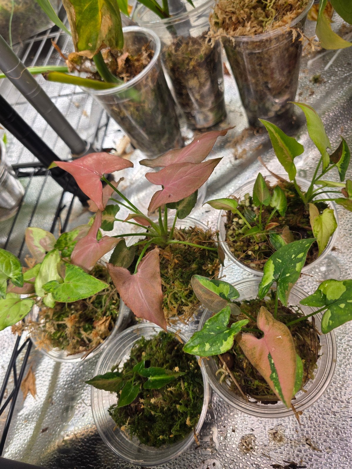 Syngonium pakket, Huis en Inrichting, Ophalen of Verzenden, Halfschaduw, Minder dan 100 cm