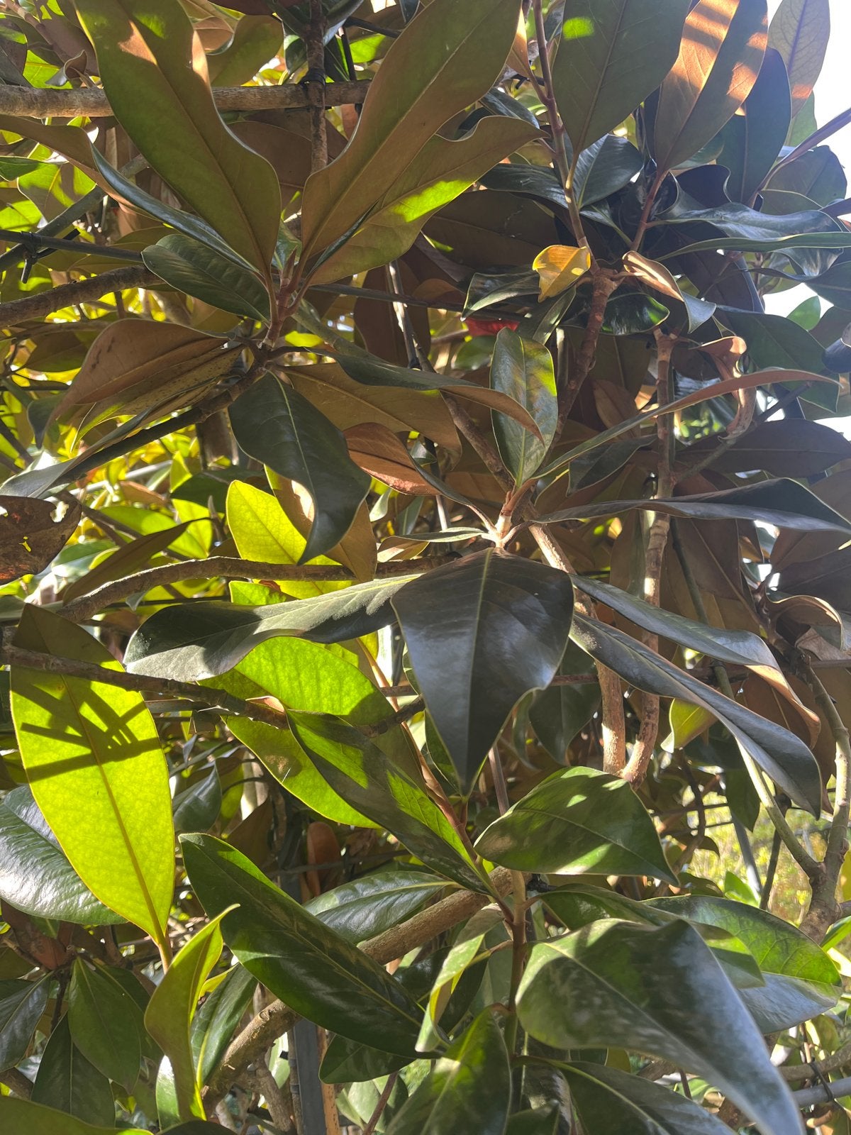 Magnolia Grandiflora Gallisoniere leiboom 120x100 cm, Leiboom, Ophalen of Verzenden, 100 tot 250 cm, Zomer
