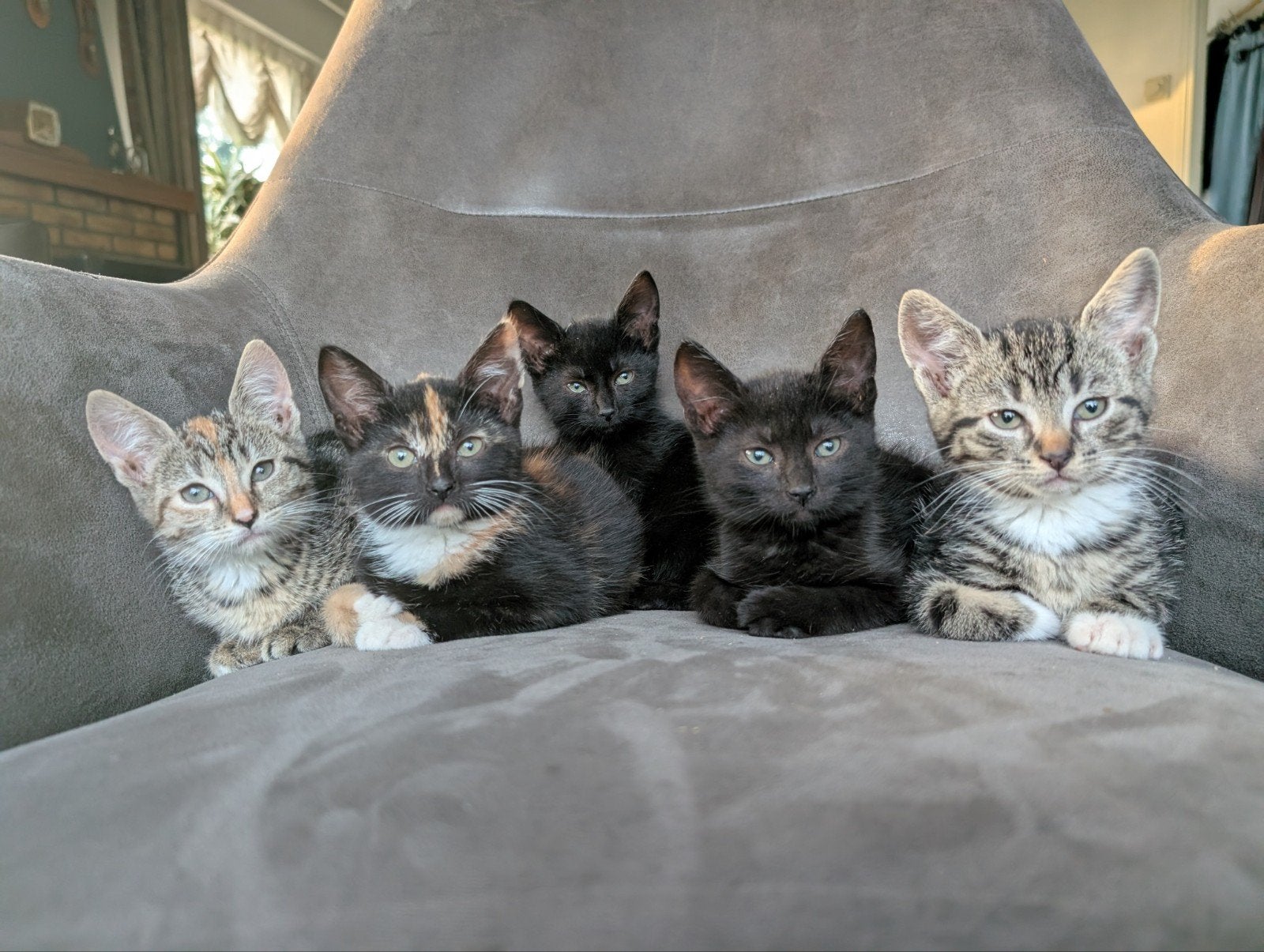 Lieve kittens, Meerdere dieren