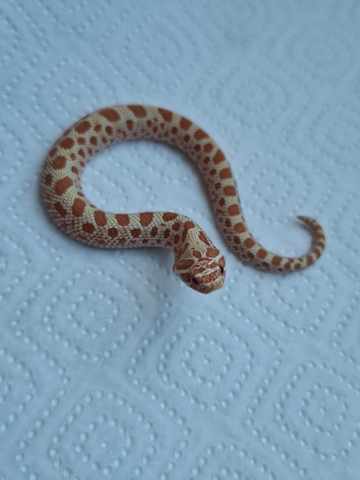 albino conda haakneus Hognose Snake photo 3