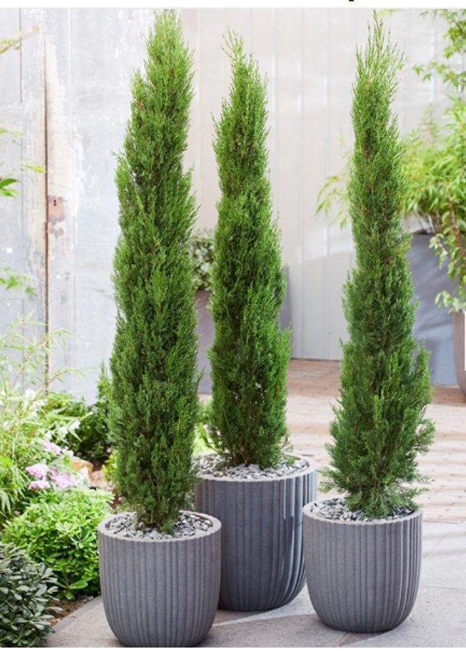 Italiaanse Cipres - Elegante Mediterrane Sfeer, Overige soorten, Volle zon, Vaste plant, Ophalen of Verzenden