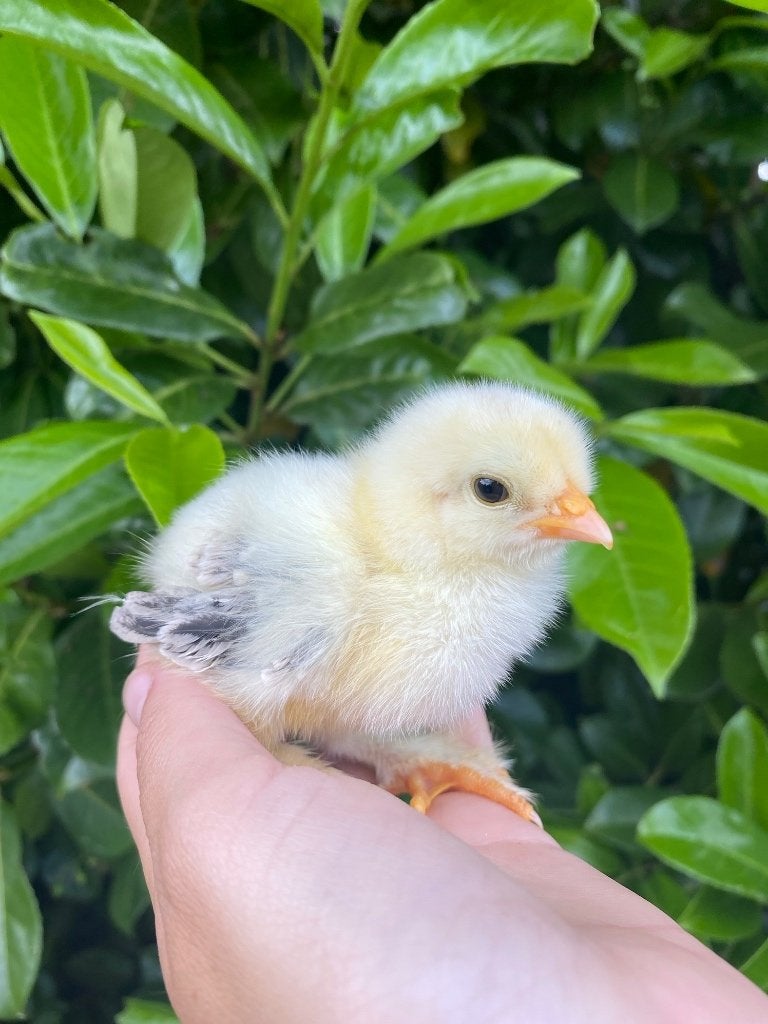 Prachtige handtamme Brahma kuikens, Dieren en Toebehoren, Geslacht onbekend, Kip