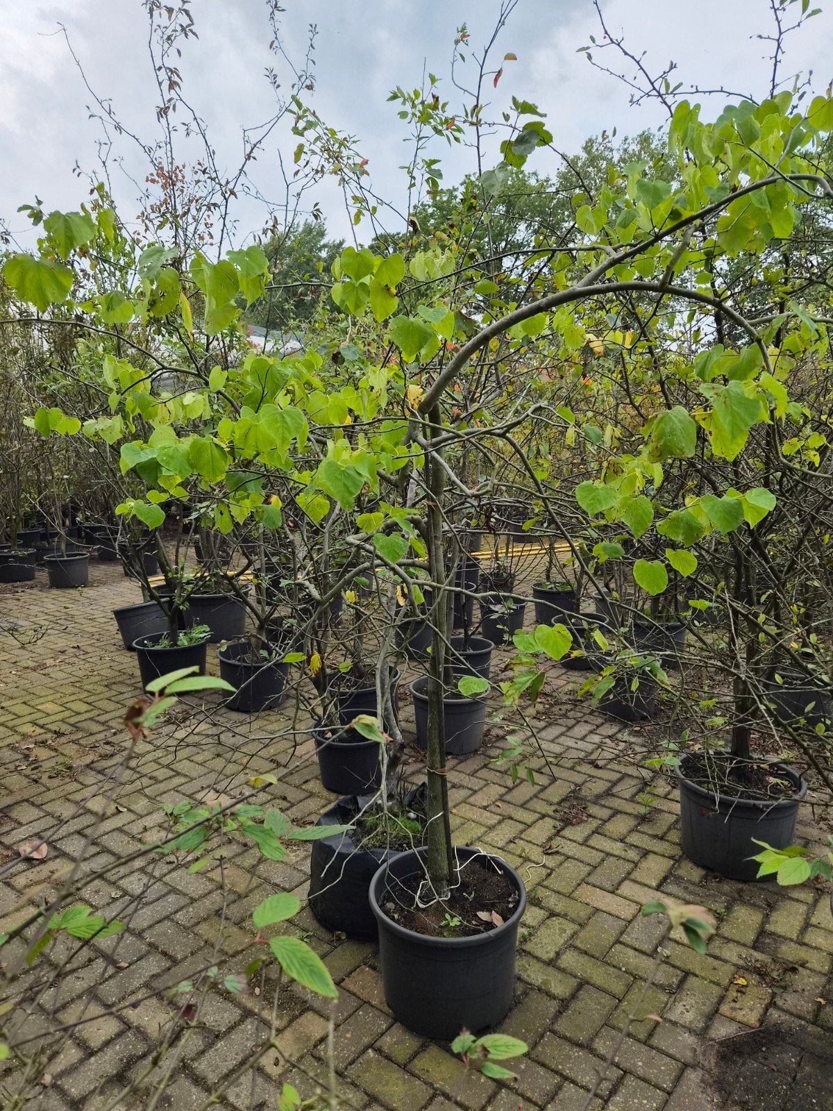 Cercis - Judasboom hangvorm, Ophalen, Overige soorten, Struik, 100 tot 250 cm
