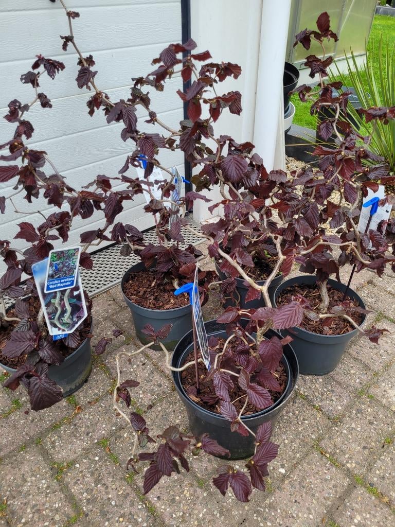 Corylus avellana 'Red Majestic' - Krulhazelaar, Ophalen, Vaste plant, Halfschaduw, Winter