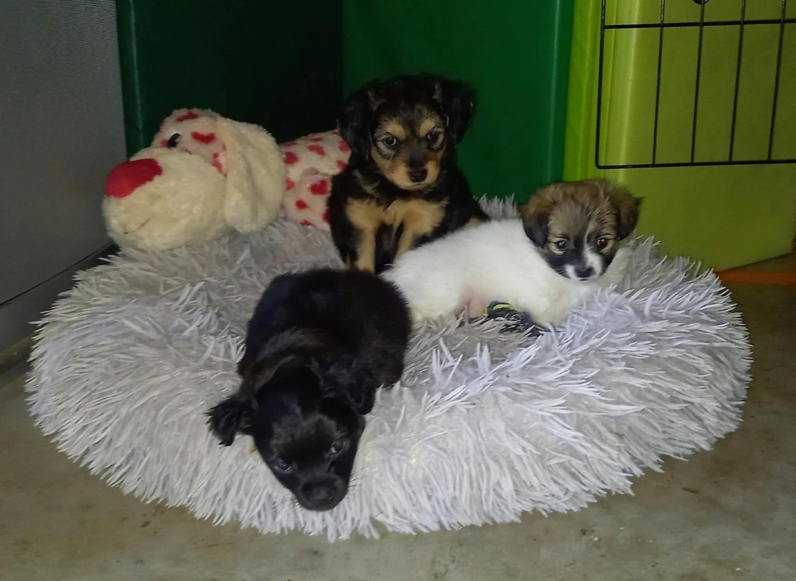 markiesje vlinderhond pups, 8 tot 15 weken, Parvo, Meerdere, Meerdere dieren