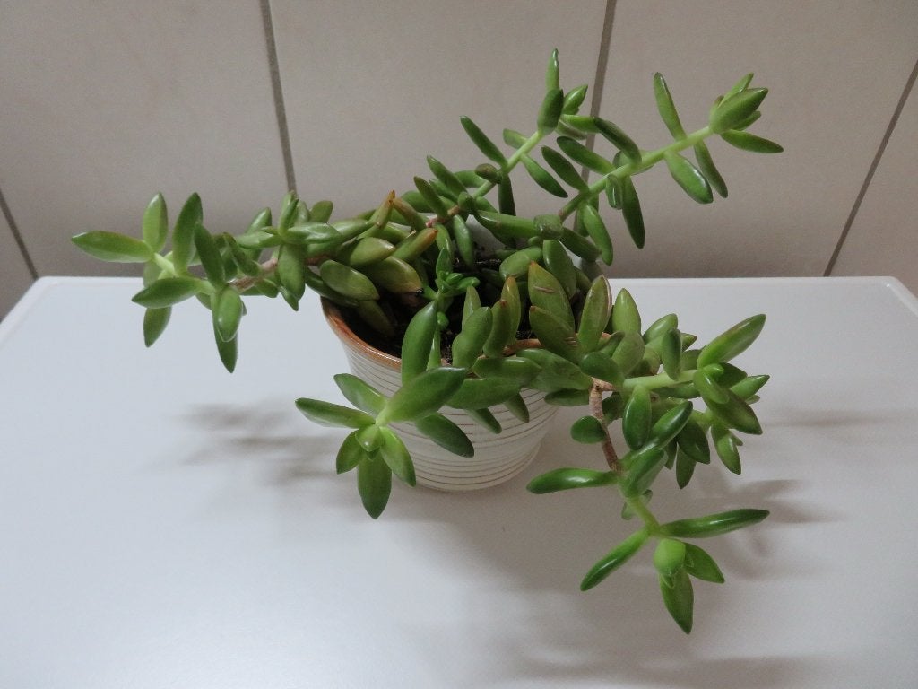 Vetplant, Vetplant, Minder dan 100 cm, Groene kamerplant, Halfschaduw