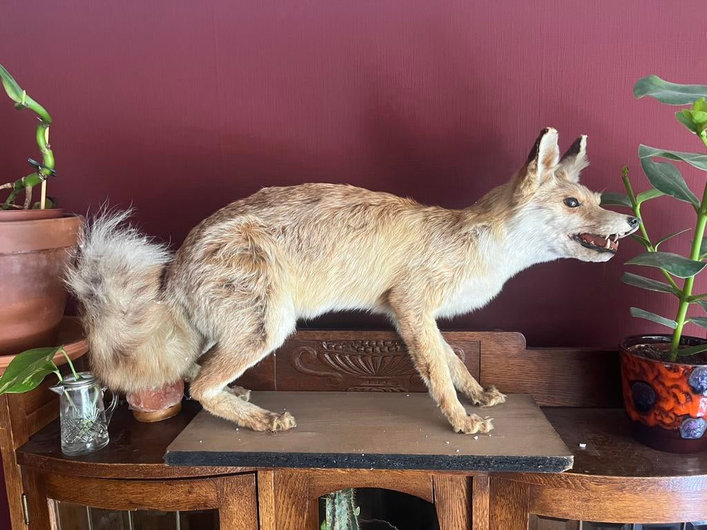Taxidermie vos opgezet - taxidermy fox, Verzamelen, Dierenverzamelingen, Ophalen of Verzenden, Zo goed als nieuw, Wild dier, Opgezet dier