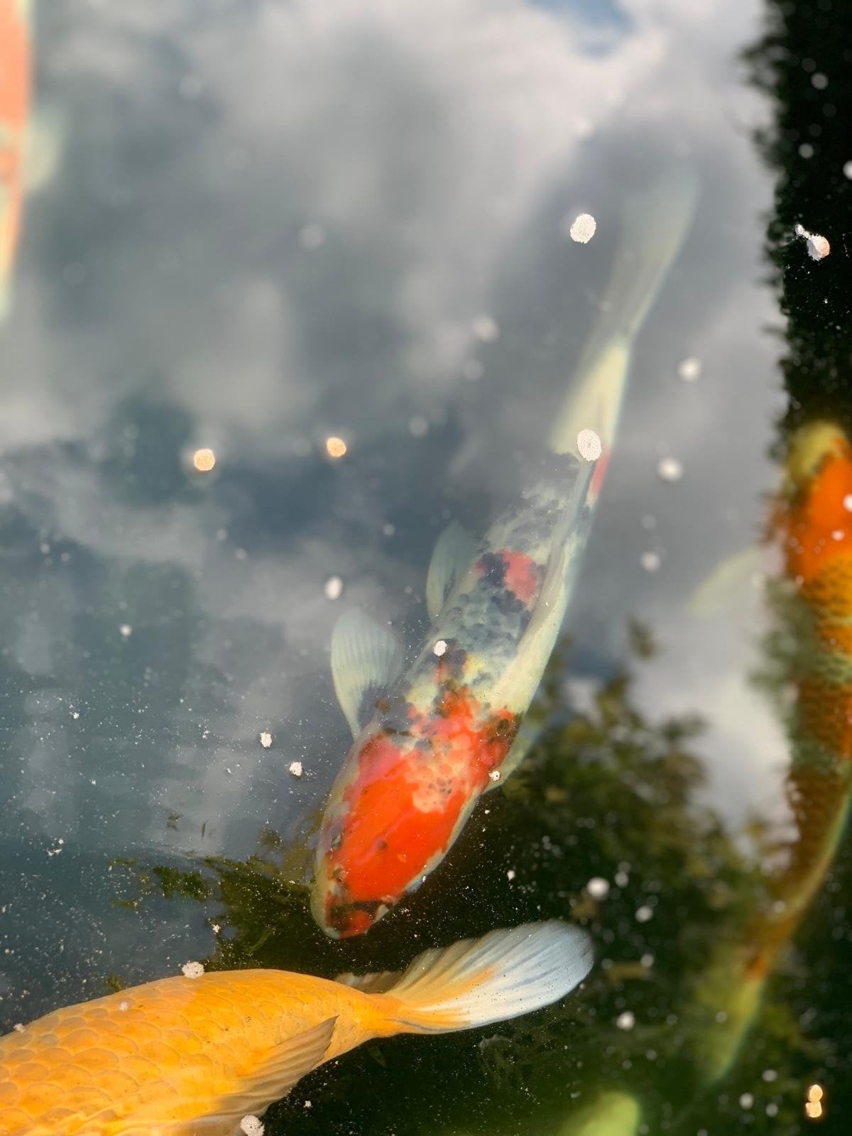 Japanse koi (Ochiba, Ogon, Kohaku, Tancho, Asagi enz), Karper of Koi