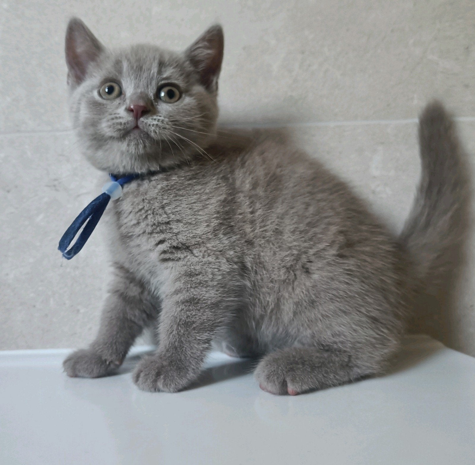 Prachtige lilac Brits korthaar kitten, Meerdere dieren, Ontwormd, 0 tot 2 jaar